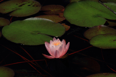 IMG_3203花蓮2
