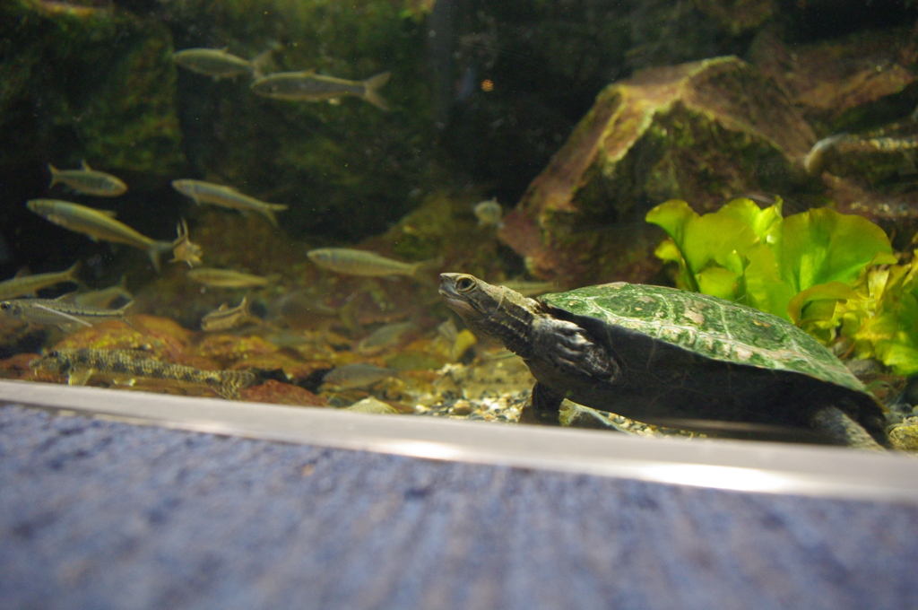 京都水族館　外に出かけてみたい