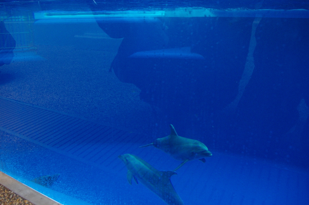 京都水族館　イルカプールの下をのぞけます