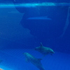 京都水族館　イルカプールの下をのぞけます