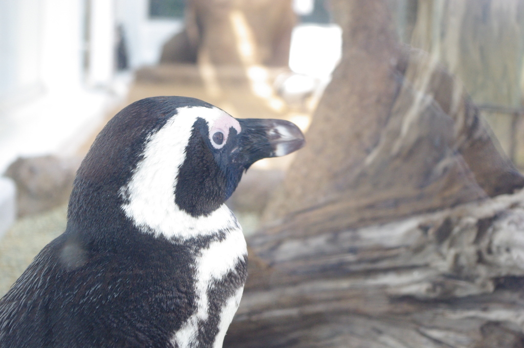 京都水族館　ペンキン　まだかな～まだかな～えさの時間はまだかな