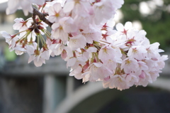 夙川公園　桜と橋