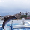 京都水族館　イルカと東寺、時々SL機関車