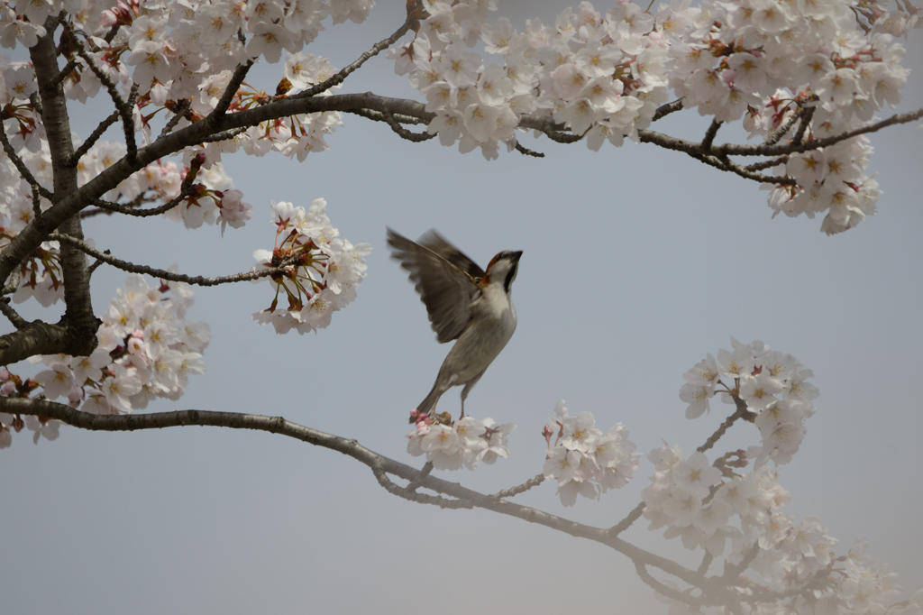 飛び出せ…雲かき分け飛んで行け