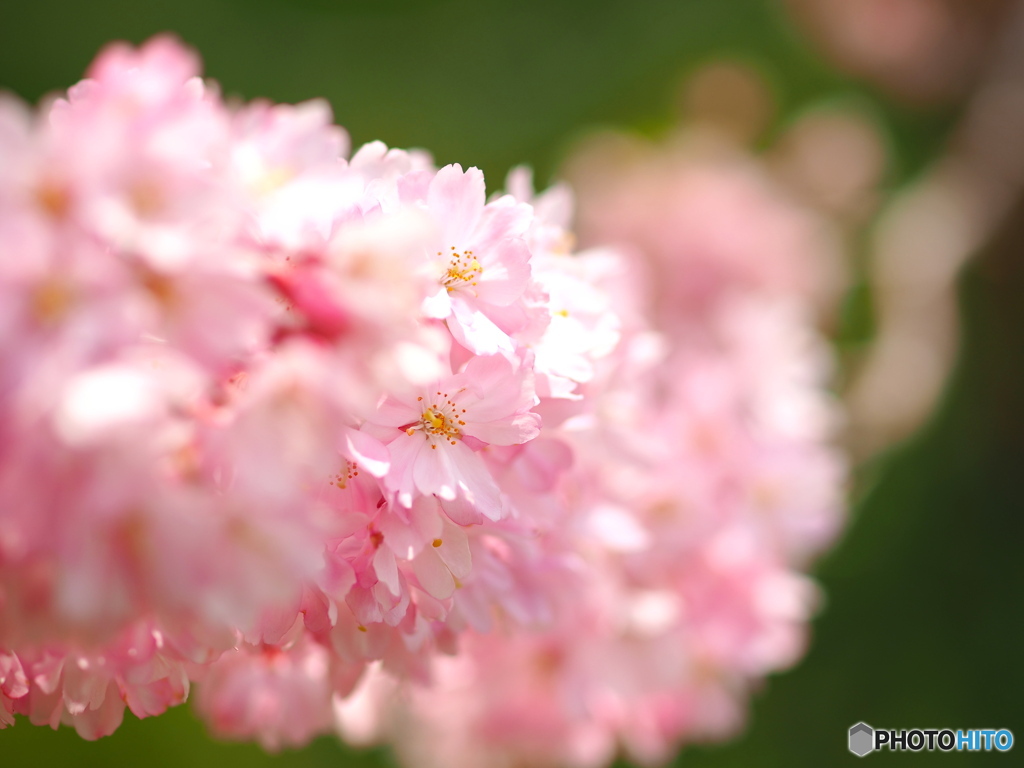 思川桜