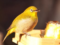 黄金色のメジロ