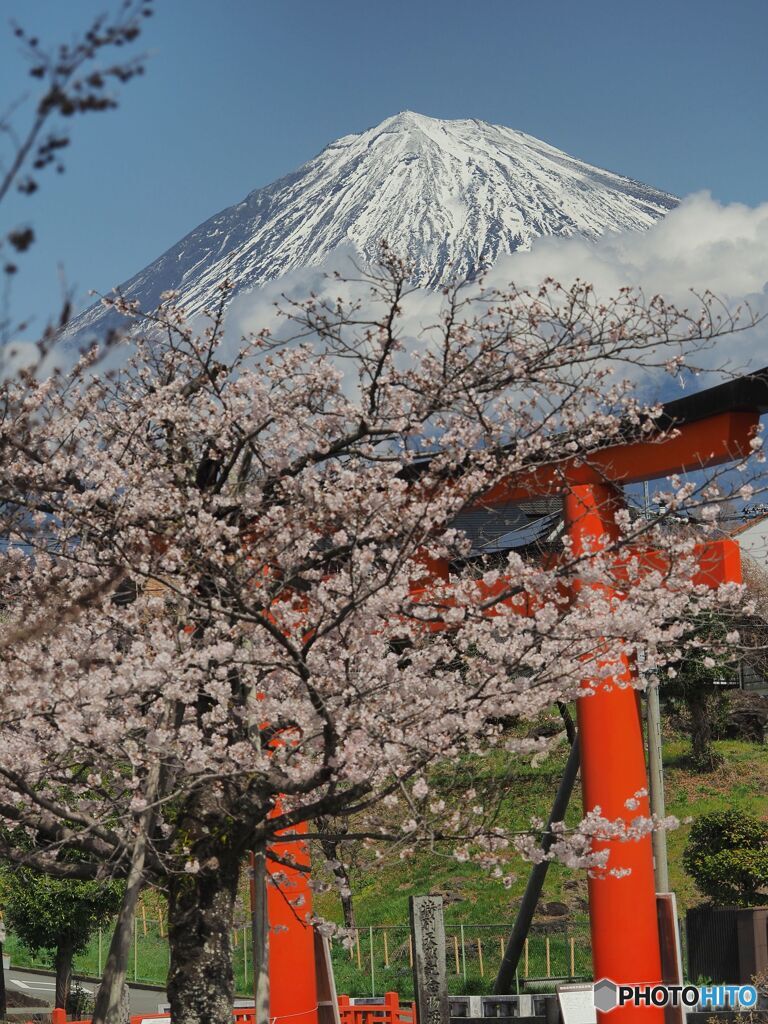 日本の春