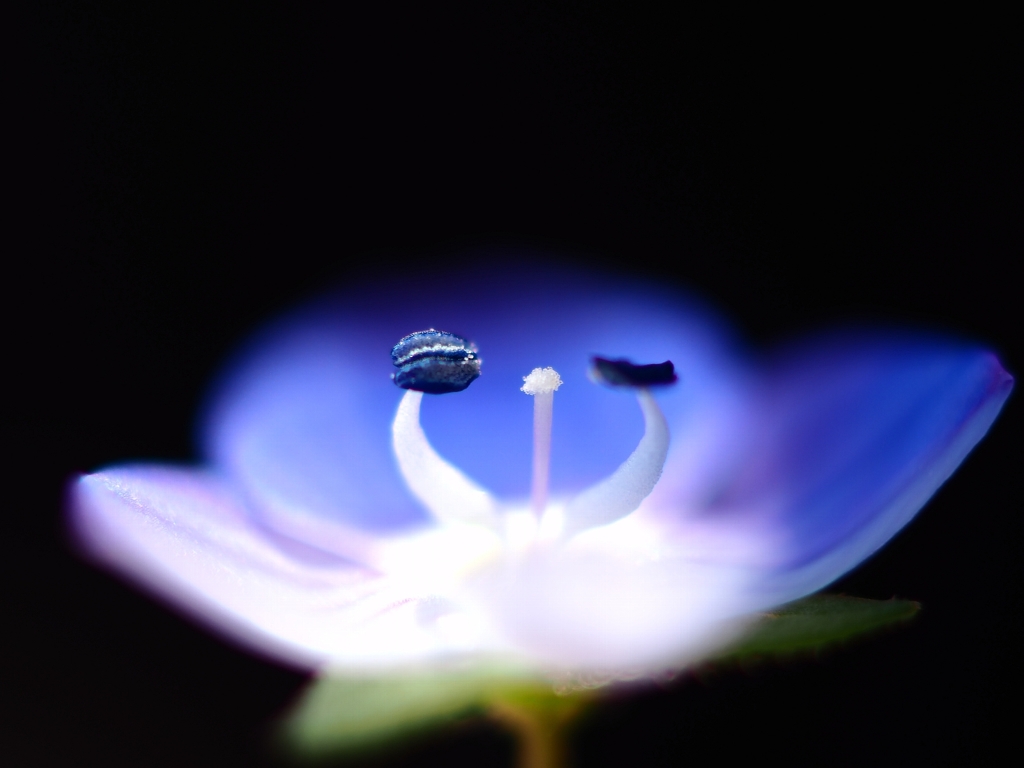 星の瞳