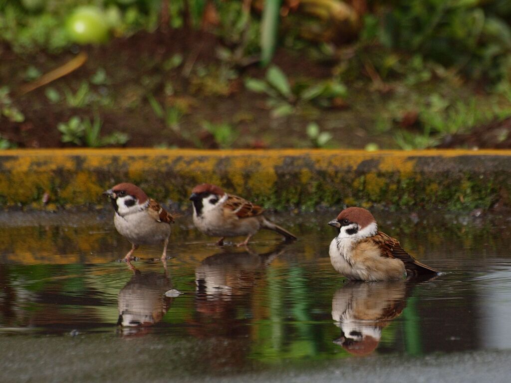 水浴びたのしい～