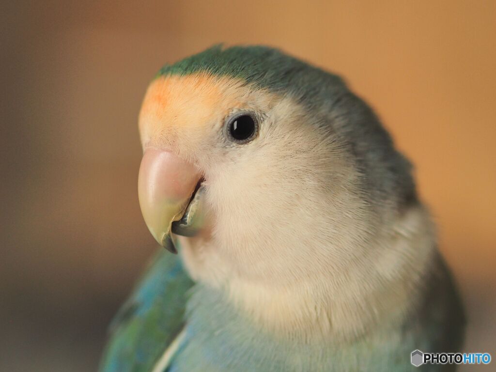 我が家の家族１