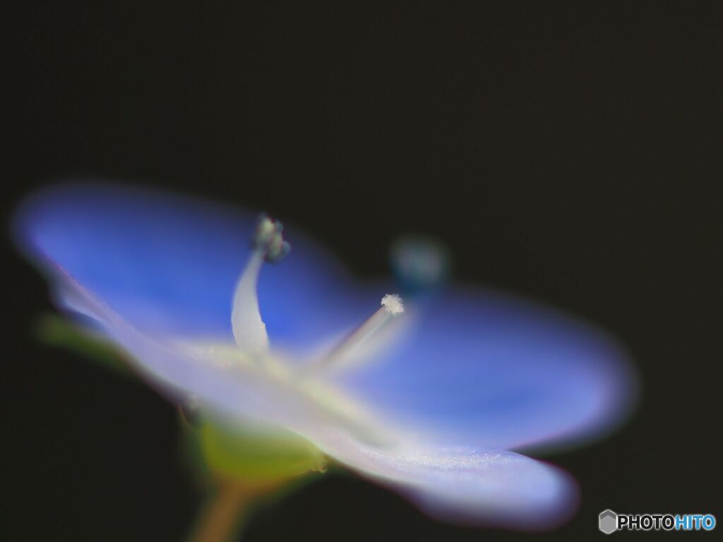 めしべにピン