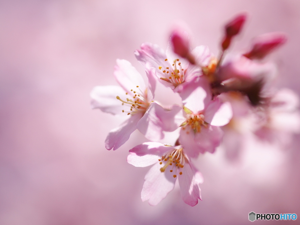 枝垂桜