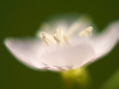 アカバナユウゲショウの白花