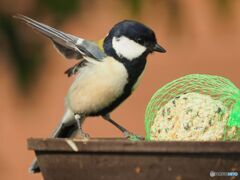 飛び立つシジュウカラ