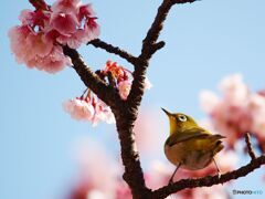９年前ボツにした画復活祭（上の方がいいかな？）