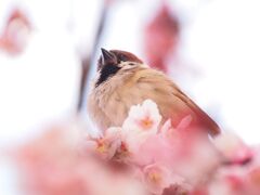 チュン太郎の春