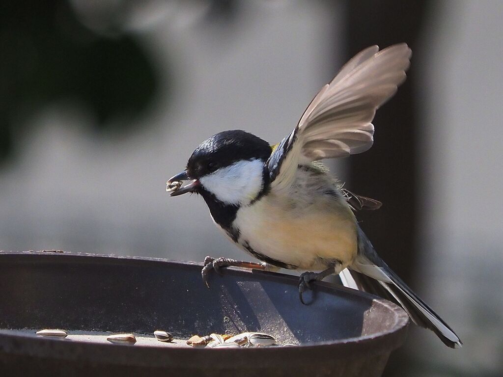 羽ばたくシジュウカラ