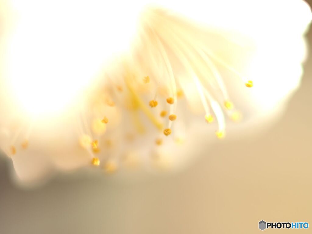 光に溶けて