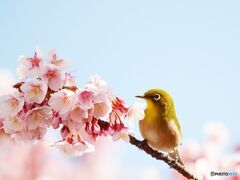 ９年前ボツにした画復活祭（やぁこんにちは）