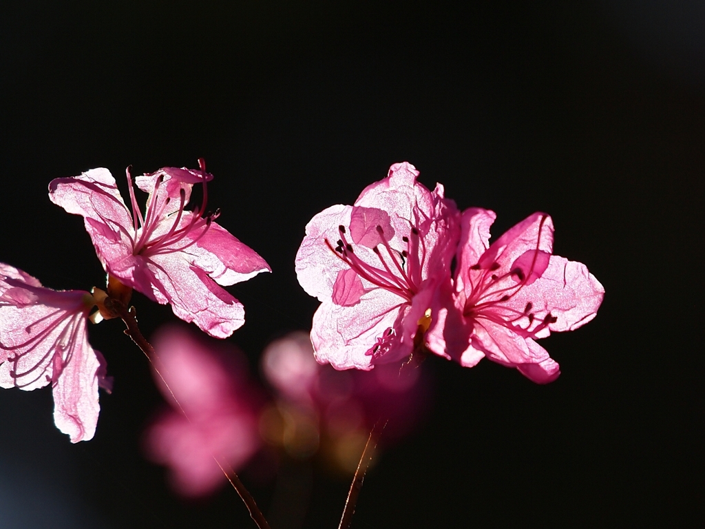 春の花火