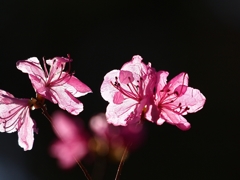 春の花火