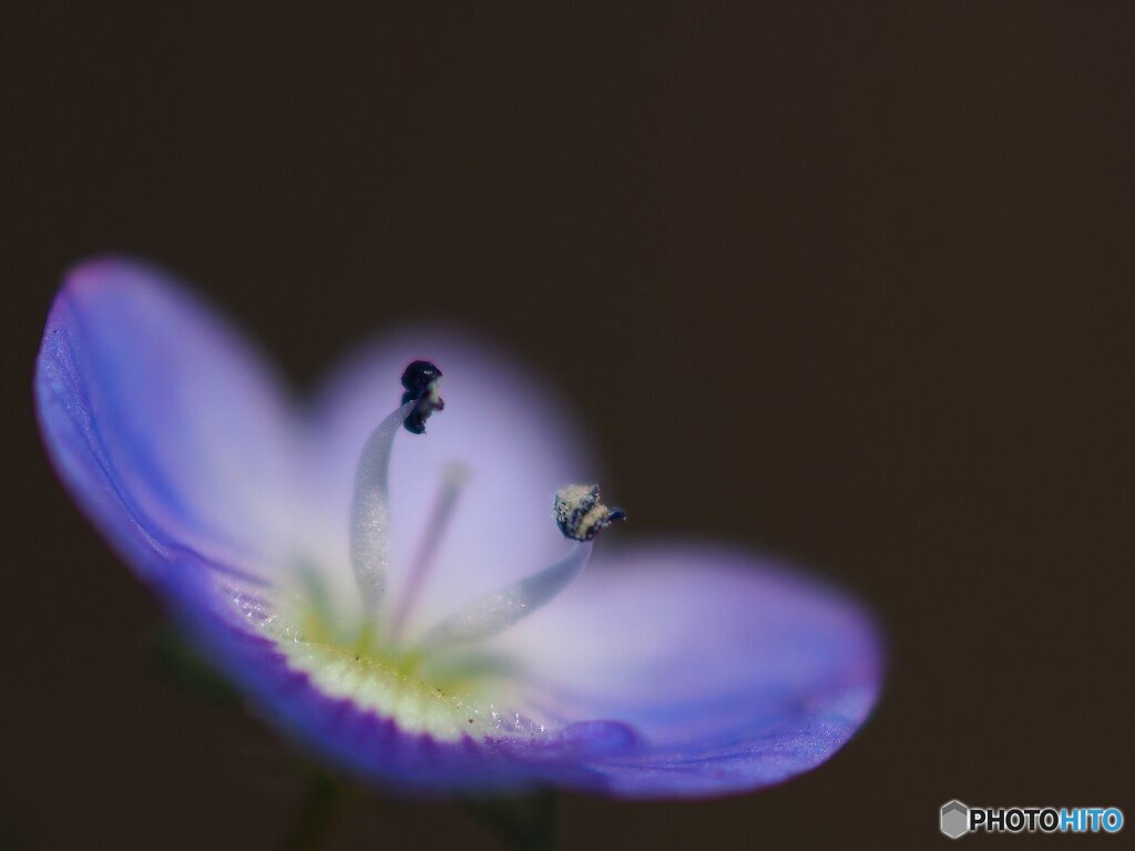 星の瞳