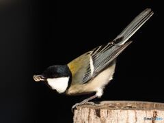過去画　飛び上がろうとするシジュウカラ