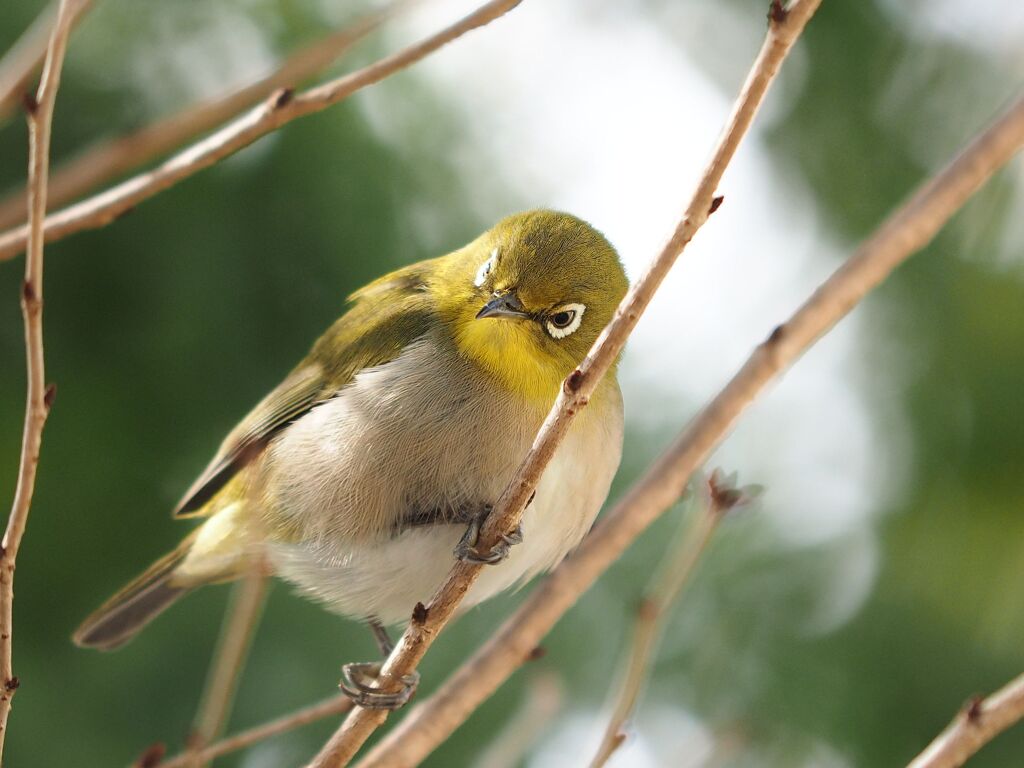 ゲッ！見つかった！