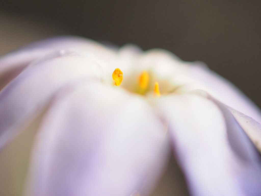 ハナニラ開花