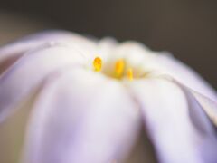 ハナニラ開花
