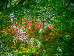 紅と緑