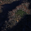 ダケカンバの光景