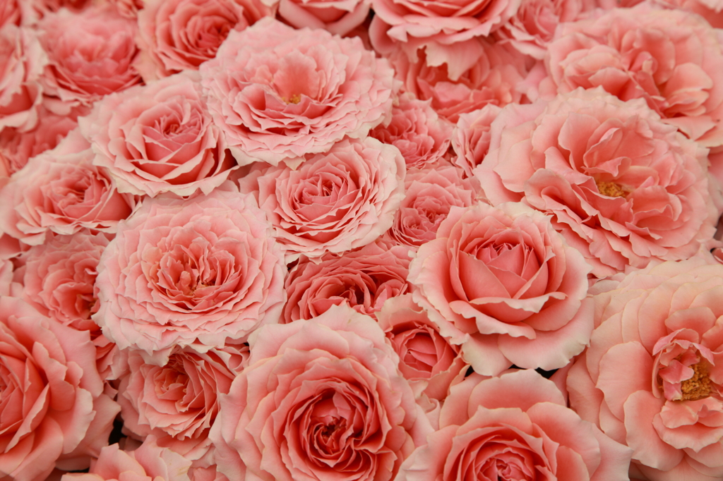 Roses