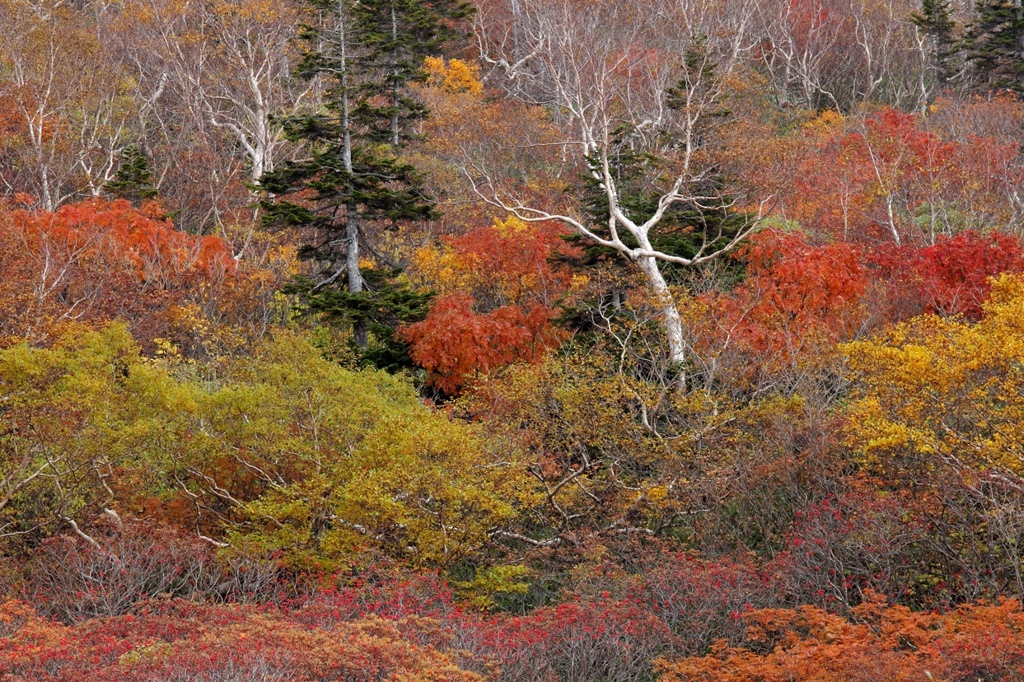 火打山の秋、彩
