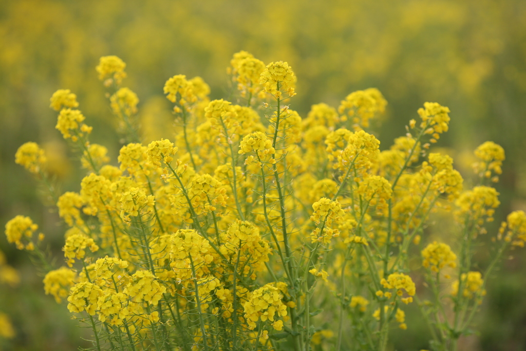 お散歩写真から（菜の花）