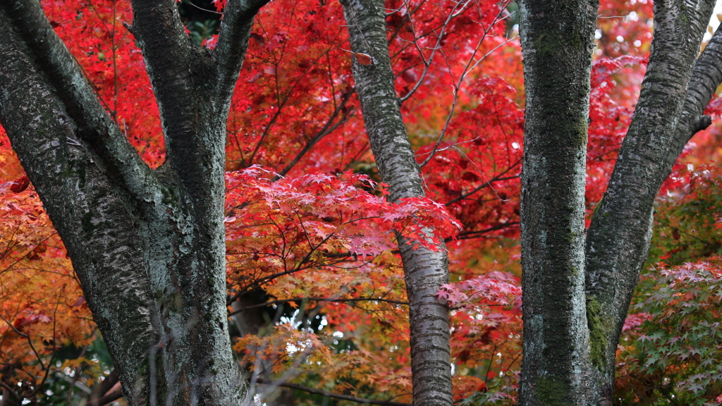 お散歩写真から（紅葉）