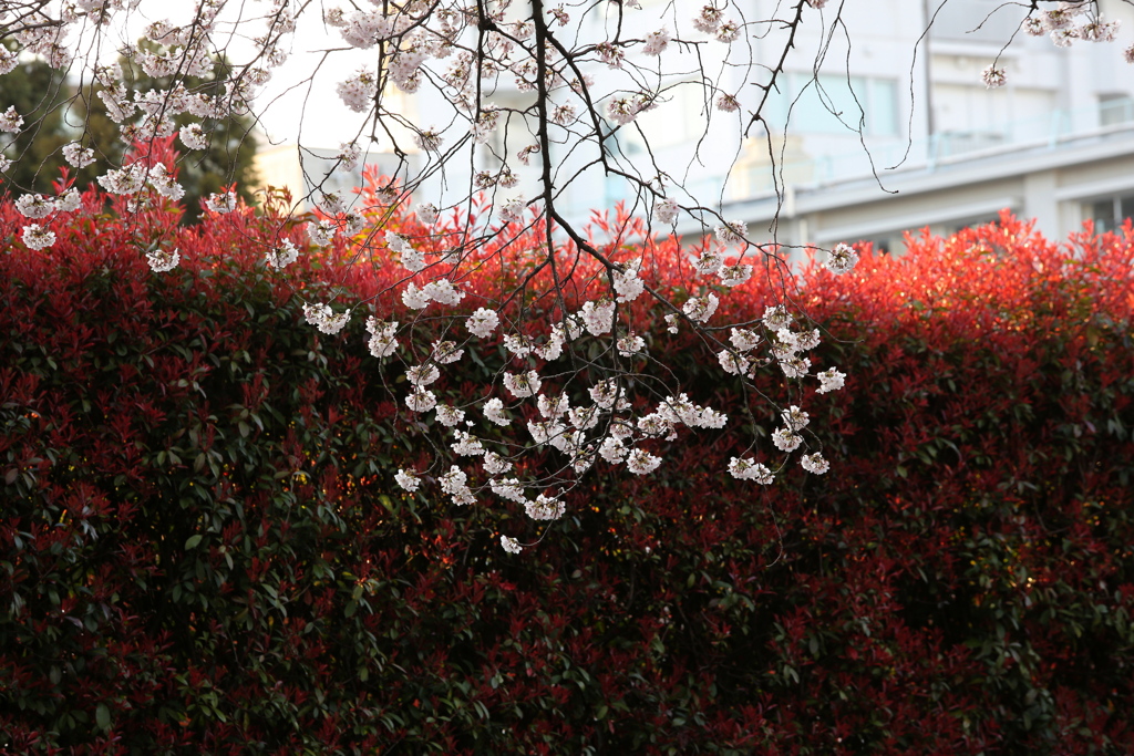 お散歩写真から（桜）