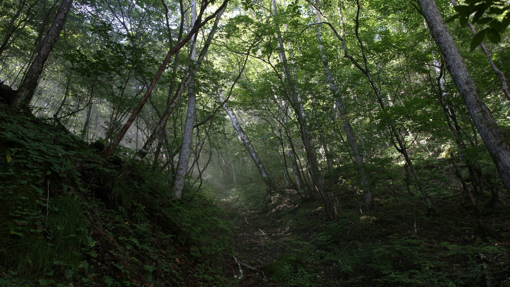 緑の路