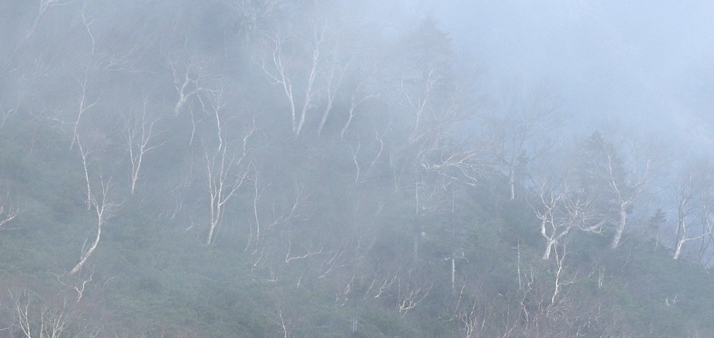ダケカンバ　三景　そのⅢ　霧のダケカンバ