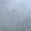 ダケカンバ　三景　そのⅢ　霧のダケカンバ