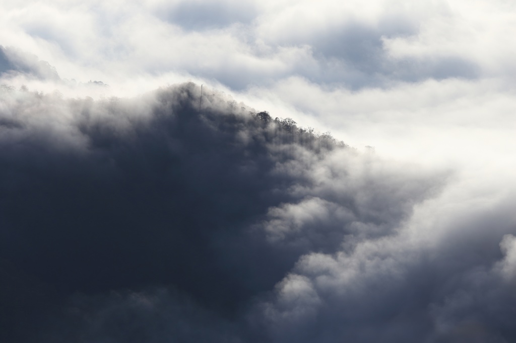 雲樹