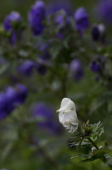 白花のトリカブト　千枚岳にて