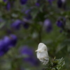 白花のトリカブト　千枚岳にて