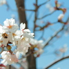 SAKURA08