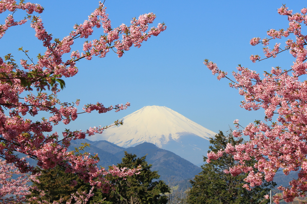 桜富士