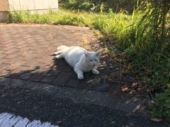 長毛白猫
