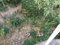 タヌキがいっぱい2