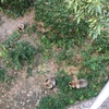 タヌキがいっぱい2