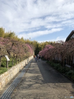 咲き始めのしだれ梅の道２