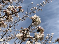 昨年の桜